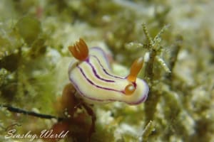 エマイロウミウシ Hypselodoris emma