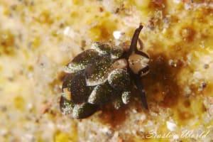 オオアリモウミウシ Costasiella formicaria