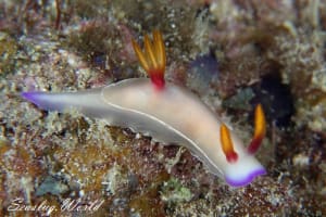 Hypselodoris bullockii