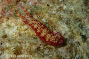 Hypselodoris decorata