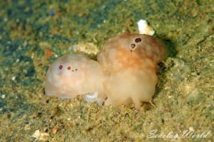 Berthella caledonica