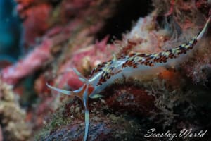 ヒブサミノウミウシ Caloria indica