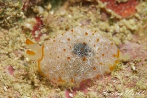 カメノコフシエラガイ Pleurobranchus peronii