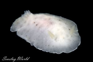 シロコダテウミウシ Peltodoris murrea