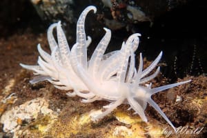 イリオモテミノウミウシ Phyllodesmium iriomotense