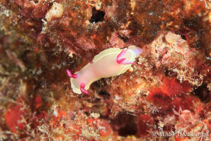 Hypselodoris flavomarginata