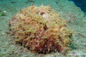 Dolabella auricularia