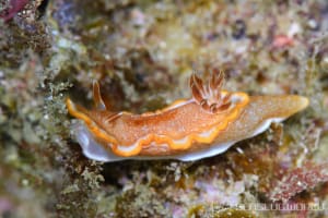 キャラメルウミウシ Glossodoris rufomarginata