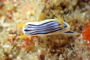 コールマンウミウシ Chromodoris colemani