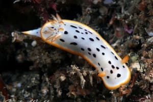 シロウミウシ Chromodoris orientalis
          loading=