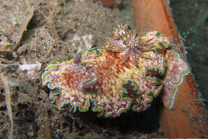 Glossodoris cf. cincta