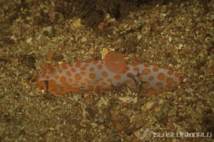 キイボキヌハダウミウシ Gymnodoris impudica