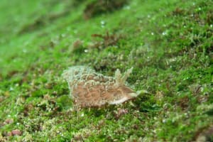 ヤマトミノウミウシ Bulbaeolidia japonica