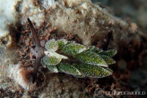 Costasiella formicaria