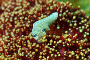 サギリオトメウミウシ Dermatobranchus semistriatus