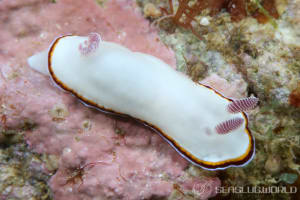 ハスイロウミウシ Goniobranchus fabulus