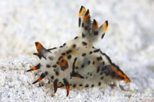 Polycera sp. 2