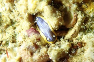 コンガスリウミウシ Chromodoris sp. 1