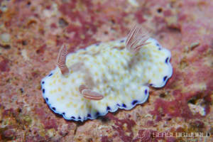 Goniobranchus cf. variatus