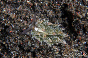 Costasiella formicaria