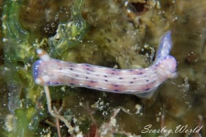 アジサイイロウミウシ Hypselodoris bertschi