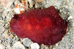 Pleurobranchus peronii