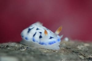 Hypselodoris maritima