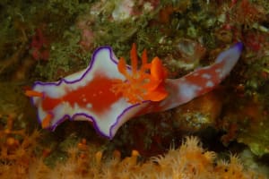 Ceratosoma bicolor