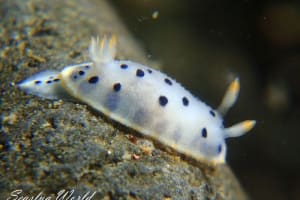 ウスイロウミウシ Hypselodoris placida