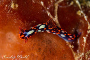 Nembrotha sp. 7