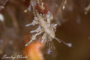 ホシアカリミノウミウシ Eubranchus sp. 5