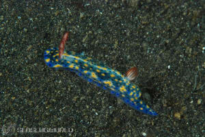 ホシゾラウミウシ Hypselodoris infucata