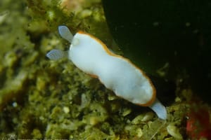 ボンボリイロウミウシ Goniobranchus albonares