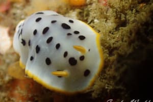 シロウミウシ Goniobranchus orientalis