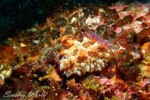 Dendrodoris krusensternii