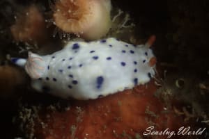 サガミイロウミウシ Hypselodoris sagamiensis