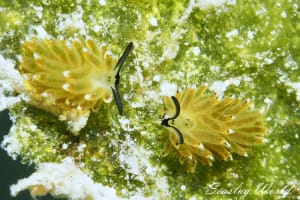 Costasiella sp. 4