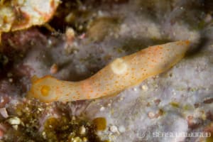 ギュムノドーリス・バイカラー Gymnodoris bicolor