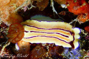 Hypselodoris emma