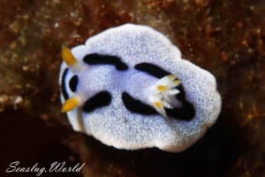 Chromodoris alcalai