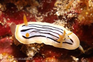 コールマンウミウシ Chromodoris colemani