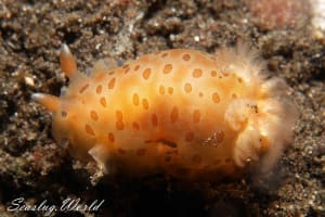 ヒメマダラウミウシ Dendrodoris guttata