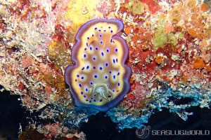 オトヒメウミウシ Goniobranchus kuniei