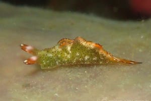 コノハミドリガイ Elysia marginata