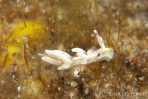 ミノウミウシの仲間 Aeolidida spp.