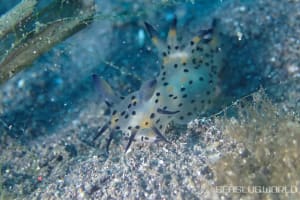 コソデウミウシ Polycera abei