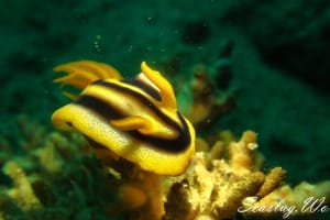 クロモドーリス・ジョシュイ Chromodoris joshi