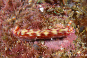 Hypselodoris decorata