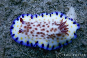 コモンウミウシ Goniobranchus aureopurpureus