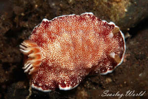 Goniobranchus reticulatus